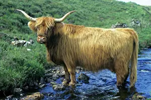 Cattle Prints: Highland Cow - in stream, Isle of Mull, Scotland