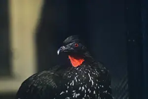 Guan Prints: Highland Guan