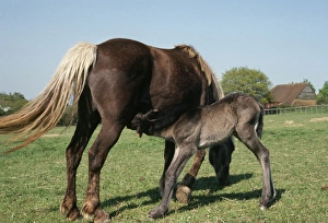 Images Dated 17th May 2006: Highland Horse - mare & foal