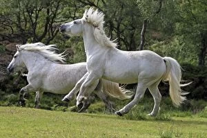 Images Dated 1st September 2010: Highland Ponies - trotting