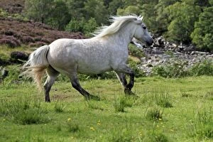 Images Dated 1st September 2010: Highland Pony - trotting