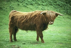 Images Dated 9th May 2011: Highland Steer, Island of Mull, Inner Hebrides