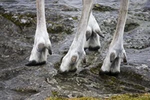 Images Dated 18th June 2006: Highly adapted feet of Forest reindeer