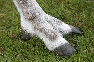 Highly adapted foot of Forest reindeer