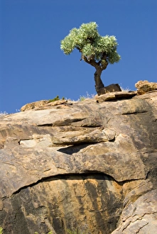 Highveld Cabbage Tree - perched on steep rock face Highveld Cabbage Tree - perched on steep rock face