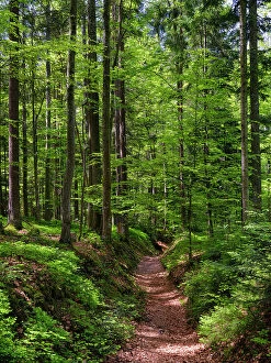 Tourism Collection: Hiking trail in primeval forest in the National Park Bavarian Forest near Sankt Oswald
