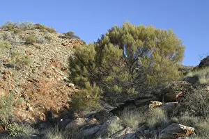 Hill Mulga - and Spinifex covered hillsides behind. Aboriginal use: Seeds eaten for food. Timber was used for artefacts especially for making the heavy fighting spear