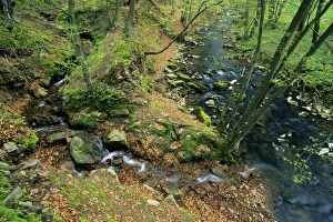 Hill Stream - with tributary, in spring, Bramwald forest nature park Hill Stream - with tributary, in spring, Bramwald forest nature park