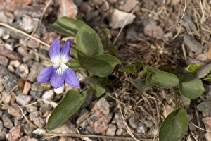 Images Dated 16th May 2006: Hill violet ( Viola collina) north european