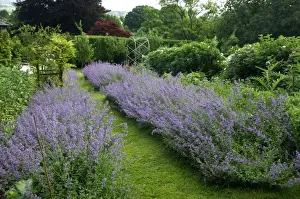 Variety Prints: Six Hills Giant - A nice show of Nepeta at a Devon garden, UK. June