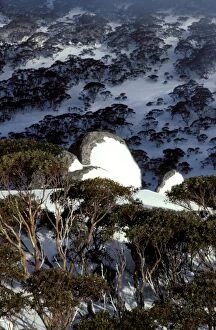 Eucalyptus Gallery: Hillside with covering of Snow gums  (Eucalyptus)