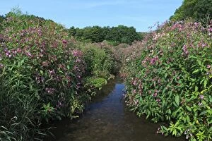 Images Dated 14th August 2012: Himalayan Balsam