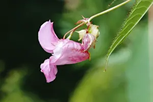 Uk Alien Prints: Himalayan Balsam