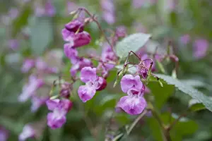 Balsam Prints: Himalayan Balsam - Cornwall - UK