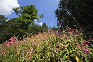 From Below Prints: Himalayan Balsam - flowering in forest, Hessen, Germany