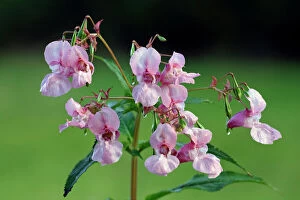 Himalayan Balsam - flowering plant