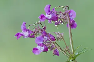 Balsam Prints: Himalayan Balsam - flowers covered in dew drops - Lower Saxony - Germany
