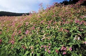 Images Dated 15th November 2005: Himalayan Balsam - growing in ditch