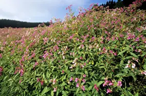 Invasive Prints: Himalayan Balsam - growing in ditch