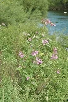 Images Dated 29th June 2007: Himalayan balsam plants invading banks of River Wye, UK