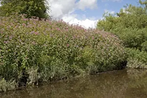 Himalayan Prints: Himalayan balsam plants - invading banks of River Wye - Hoarwithy - UK