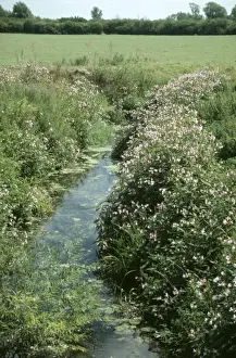 Uk Alien Prints: Himalayan Balsam PM 8697 + strem
