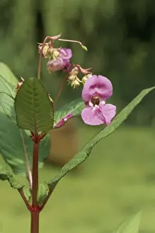 Invasive Prints: Himalayan Balsam ROG 8665 (Policeman's Helmet) Impatiens glandulifera © Bob Gibbons / ARDEA LONDON