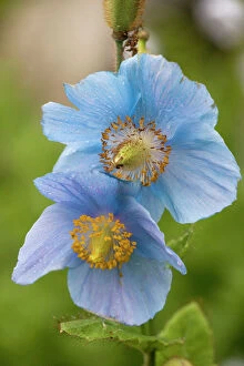 Plants Collection: A Himalayan blue poppy, Meconopsis grandis. Nepal