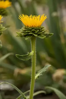 Garden Flower Prints: Himalayan Elecampane (Inula royleana); garden plant, from the Himalayas