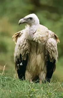 Himalayan Griffon Vulture