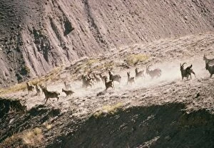 Images Dated 28th October 2004: Himalayan Ibex Mixed group. Pin Valley National Park, Himachal Pradesh, India