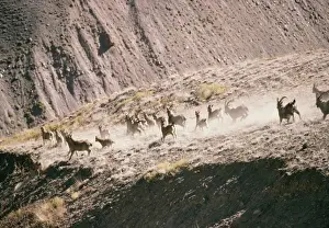 Himalayan Ibex Mixed group. Pin Valley National Park, Himachal Pradesh, India