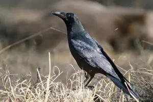 Himalayan Jungle Crow