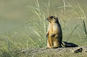 Bobak Prints: Himalayan Marmot - adult - observes