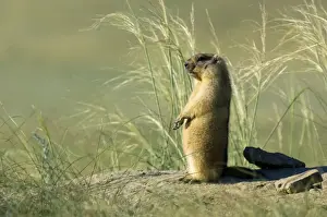 Marmots Prints: Himalayan Marmot - adult - observes surroundings for a potential danger near a burrow - warms up in the morning sun