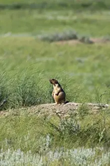 Himalayan Marmot - adult - whistles warning others - typical posture - near a burrow in steppe - observes an intruder from a distance - round shape is due to active feeding