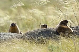 Images Dated 4th August 2008: Himalayan Marmot - three adults - fat and ready for hibernation - basking in the sun - one lies