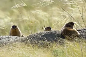 Marmots Prints: Himalayan Marmot - three adults - fat