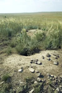 Images Dated 29th July 2008: Himalayan Marmot - a burrow complex in steppe - lush grass vegetation is due to fertilisation by