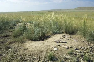 Images Dated 29th July 2008: Himalayan Marmot - a burrow complex in steppe - lush grass vegetation is due to fertilisation by
