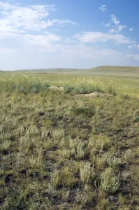 Images Dated 29th July 2008: Himalayan Marmot - a burrow complex in steppe - lush grass vegetation is due to fertilisation by