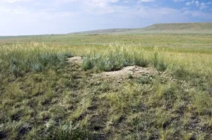 Bobak Prints: Himalayan Marmot - a burrow complex in steppe - lush grass vegetation is due to fertilisation by marmots faeces