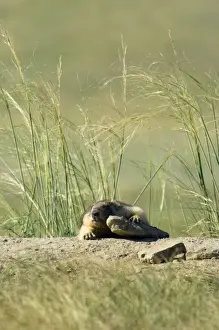 Himalayan Marmot - fat adult - ready for hibernation - basking in the sun - sprawls on warm stones dug out during borrow enlargement and left around the borrow - surrounded by typical steppe grasses - common in steppes of Orenburg region - South