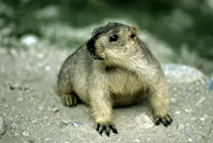 Marmots Prints: Himalayan Marmot - Ladakh India