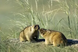 Marmots Prints: Himalayan Marmot - pair of adults - fattened