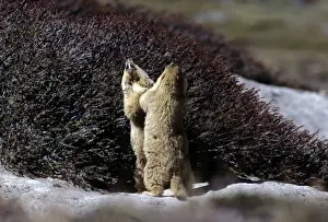 Marmots Prints: Himalayan Marmot - sparring - Ladakh India