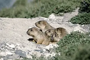 Himalayan Marmot - young at burrow entrance - Ladakh India