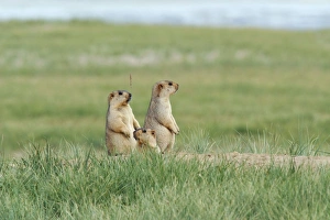 Images Dated 29th August 2006: Himalayan Marmots - at the burrow entrance. TsoKar basin, Ladakh Changthang, India