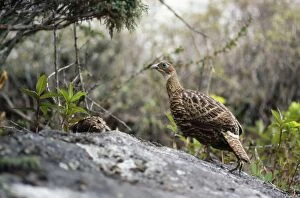 Images Dated 20th July 2007: Himalayan Monal Pheasant - female with chick Sagarmatha National Park, Nepal