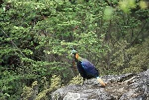 Images Dated 20th July 2007: Himalayan Monal Pheasant - male Sagarmatha National Park Nepal
